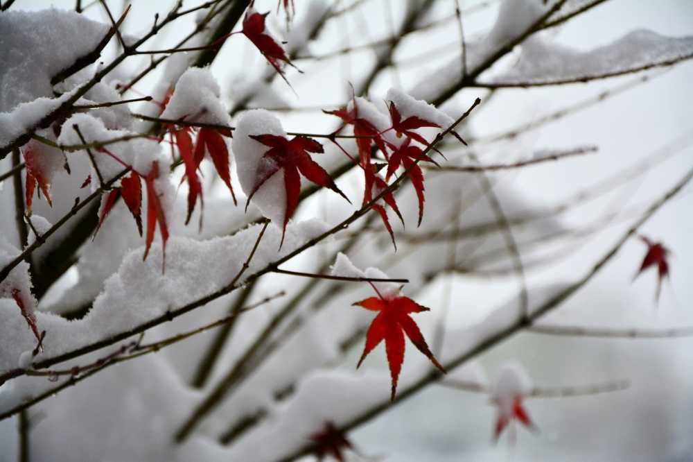 142210sgsx39b1y7gxz73f-1114